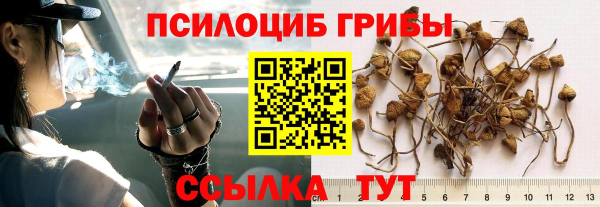 Кизилюрт  Галлюциногенные грибы Psilocybine cubensis  Вход с VPN  Псилоцибиновые грибы прущие грибы 
