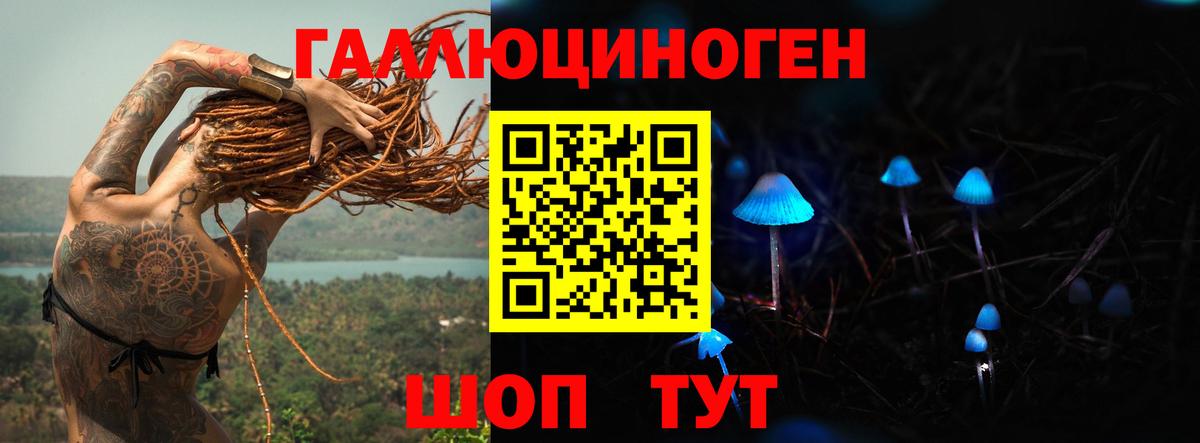 Псилоцибиновые грибы Psilocybe Кизилюрт